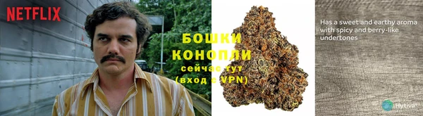 сатива Медногорск